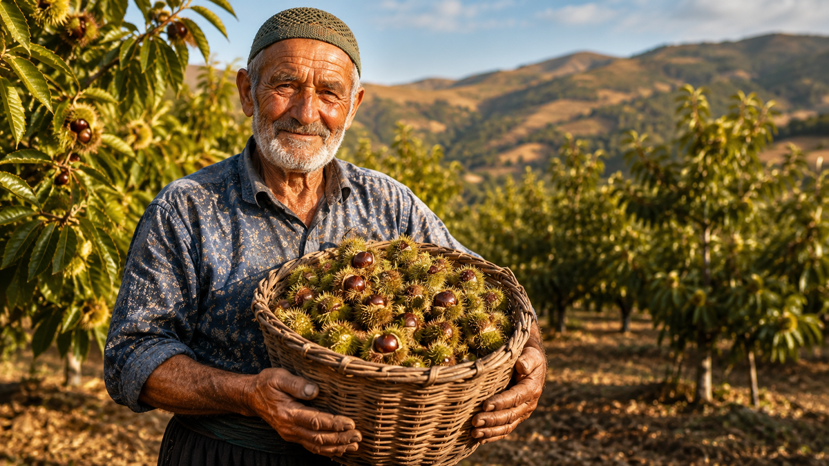 Organic Turkish Chestnuts (Castanea) - 400g or 800g