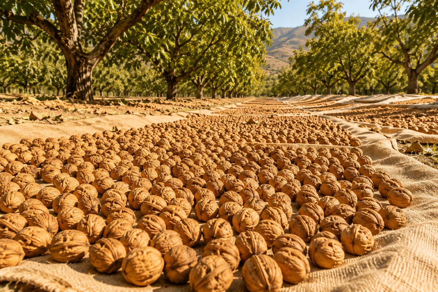 Turkish First Grade Walnut Kernels Fresh Crop - 200g, 450g, 800g